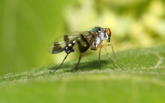 Austrosciapus connexus