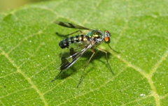 Austrosciapus connexus