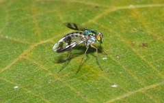 Austrosciapus connexus