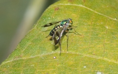 Austrosciapus connexus