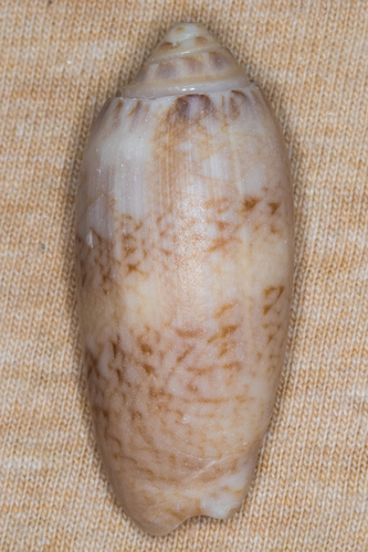 Olividae image