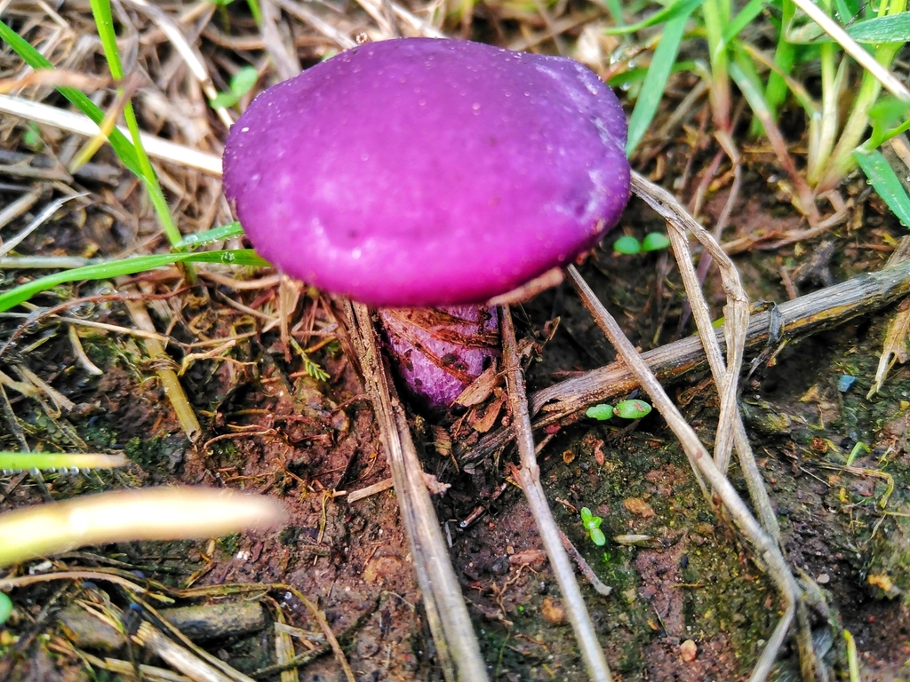 Collybia nuda · July 2022 · photo: © nicolas_joak (iNaturalist, cc0)