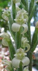 Sarcoglottis acaulis