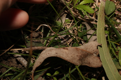 Image of Carex inversa by (c) Greg Tasney, some rights reserved (CC BY-SA)