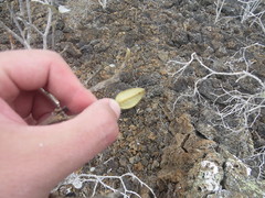 Bursera malacophylla