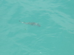 Sphoeroides annulatus