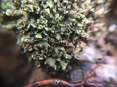 Bachmanniomyces punctum