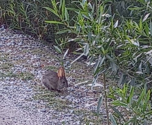 iNaturalist observation photo of Desert Cottontail