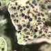 Bachmanniomyces Lichen - Photo (c) Tomás Curtis, some rights reserved (CC BY-NC), uploaded by Tomás Curtis