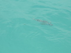 Sphoeroides annulatus