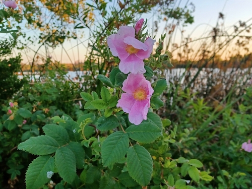 iNaturalist observation photo of California Wild Rose