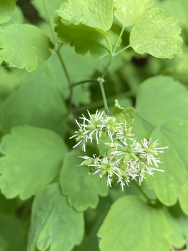 Thalictrum baicalense iNat (1)