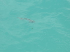 Sphoeroides annulatus