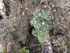 Bachmanniomyces punctum