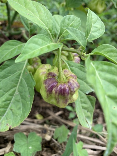 Capsicum chinense