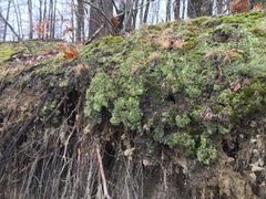 Bachmanniomyces punctum