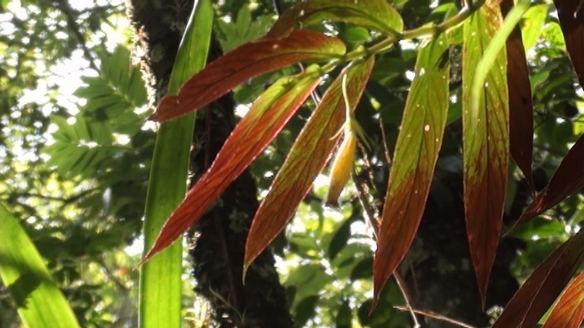 Columnea skogii