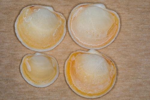 Buttercup Lucine
