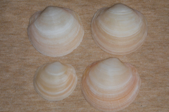 Anodontia alba