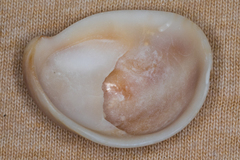 Crepidula fornicata image