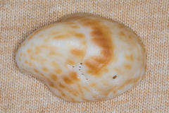 Crepidula maculosa image