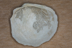 Pegophysema schrammi