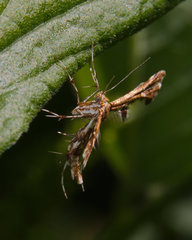 Geina periscelidactylus
