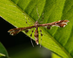 Geina periscelidactylus