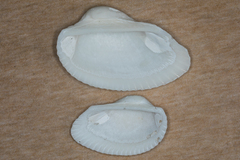 Anadara secticostata