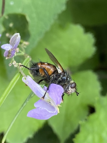 Nowickia mongolica