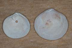 Semele proficua