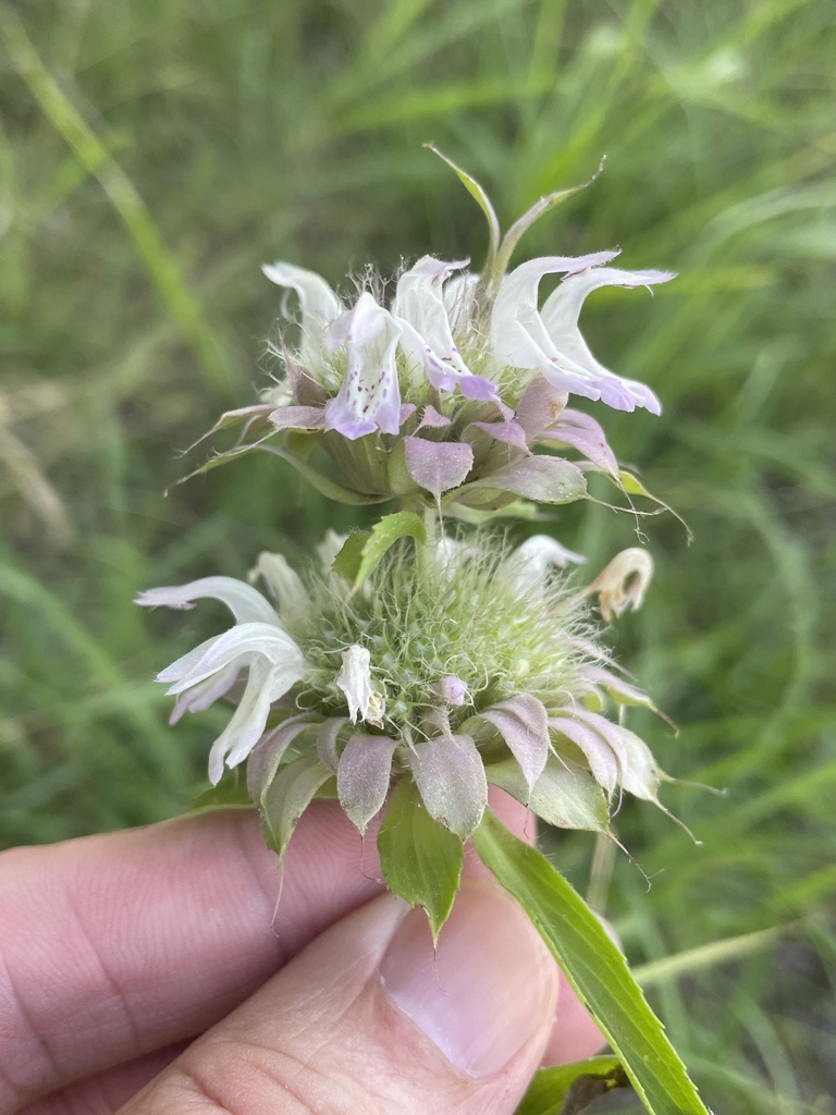 lemon beebalm from Swan Ridge Dr, Duncanville, TX, US on June 25, 2023