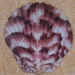 Argopecten gibbus - Photo (c) BJ Stacey, alguns direitos reservados (CC BY-NC), uploaded by BJ Stacey