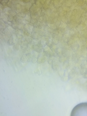 Macrotyphula contorta