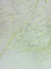 Macrotyphula contorta