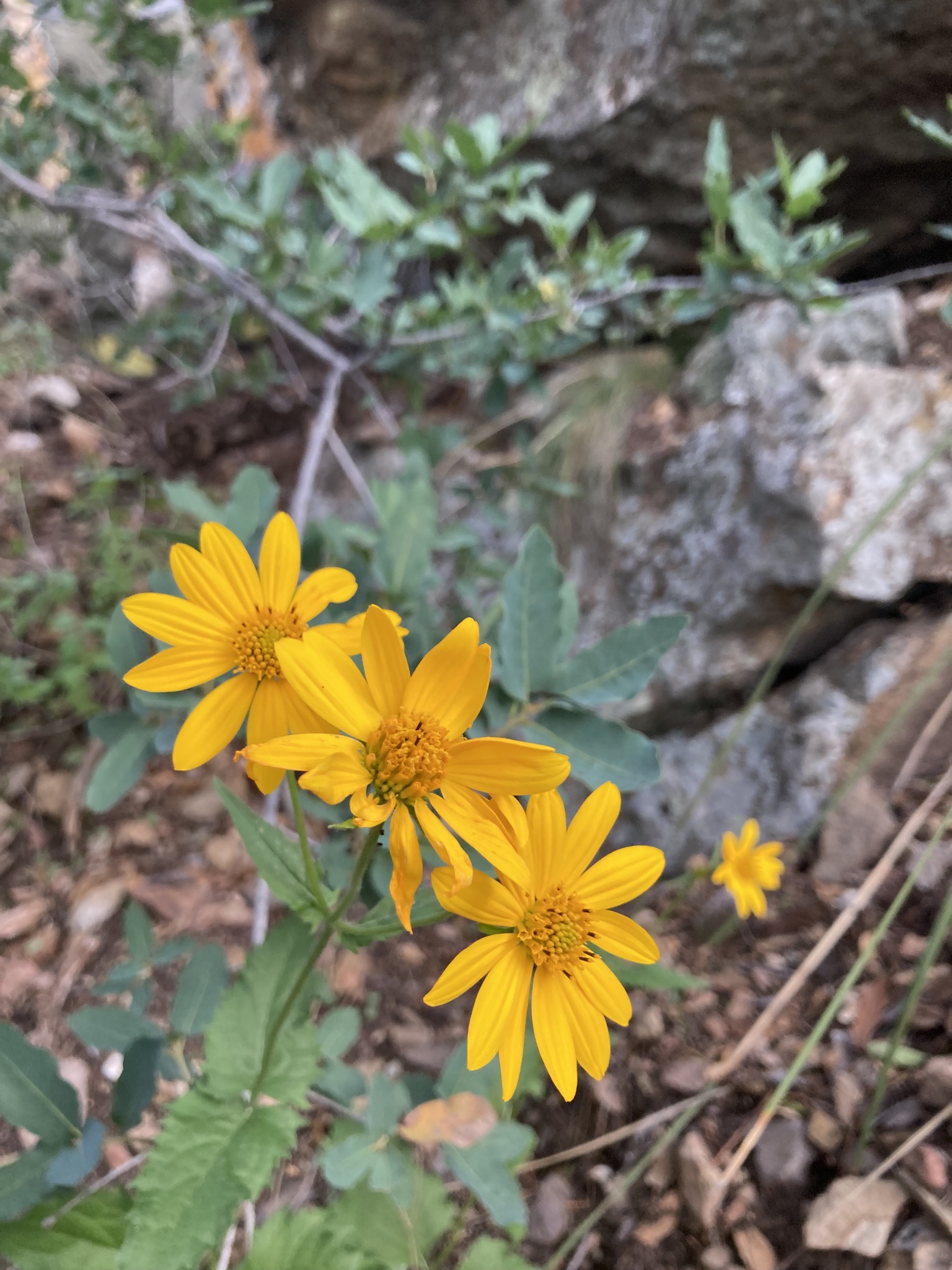 Verbesina oreophila
