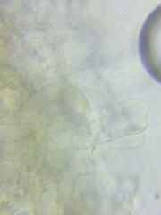 Macrotyphula contorta