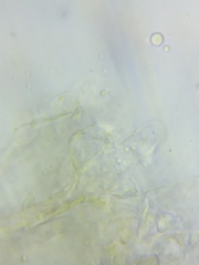 Macrotyphula contorta