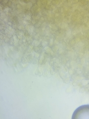 Macrotyphula contorta