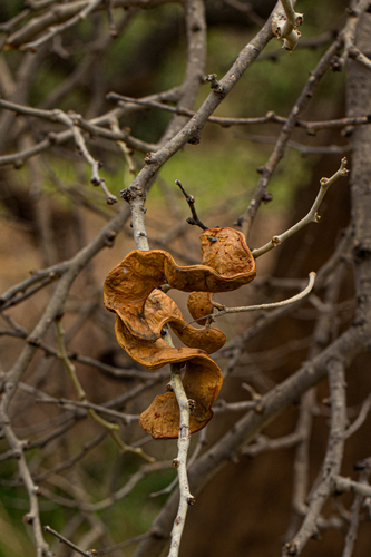 Ana tree