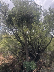 Cussonia paniculata paniculata