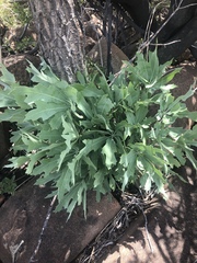 Cussonia paniculata paniculata