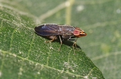 Cephaloconus tenebrosus