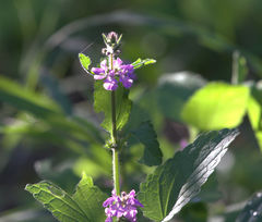 Stachys drummondii