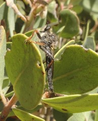 Stenopogon engelhardti