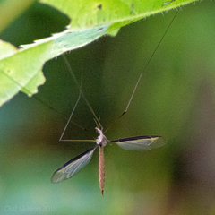 Tipula sayi