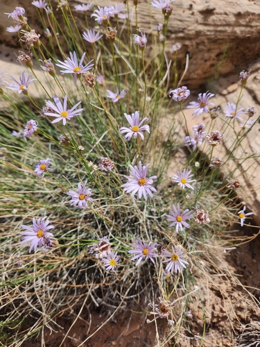 Image of Erigeron utahensis by (c) Jared Tholen, some rights reserved (CC BY)
