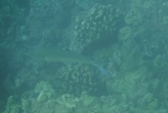 Scomberoides lysan