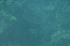 Scomberoides lysan