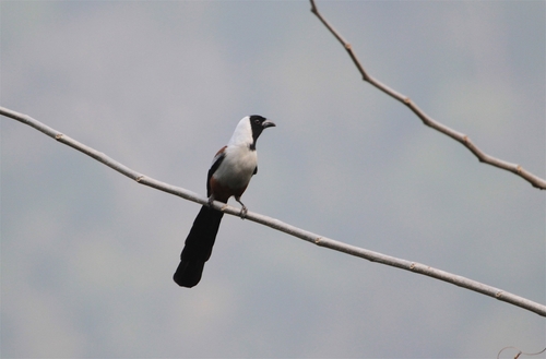 Collared Treepie